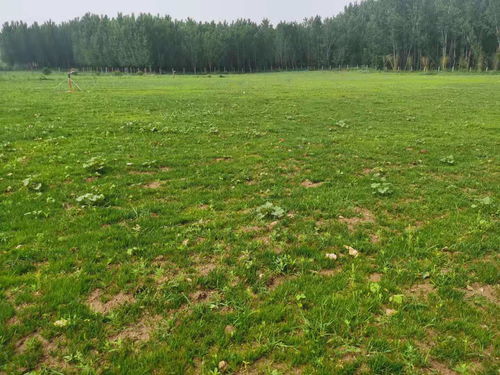 要想植物長得好就得這么做 園林植物健壯生長的秘密武器 園林綠化施工養(yǎng)護
