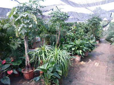 杭州中吉園林綠化工程招聘信息_公司前景_規模_待遇怎么樣