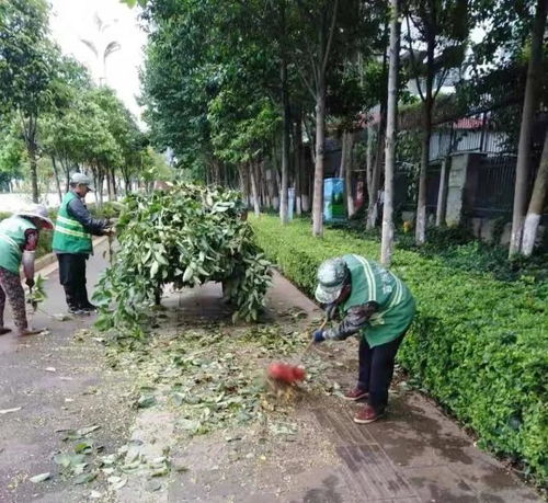 度假區(qū)城市管理局開(kāi)展園林綠化安全隱患排查整治工作