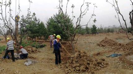 綠化工程園林施工種植各種綠化苗木